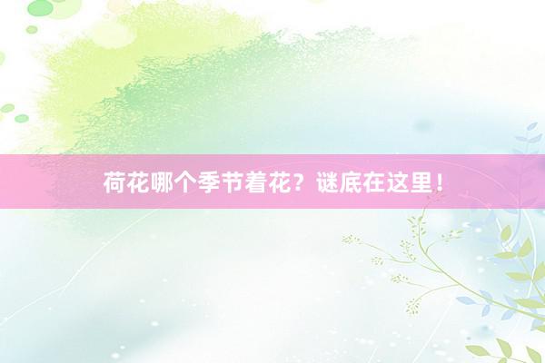 荷花哪个季节着花？谜底在这里！